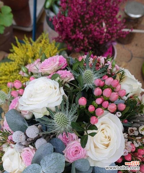 蔷薇粉白色花的花语是什么?粉白色花的寓意有哪些?