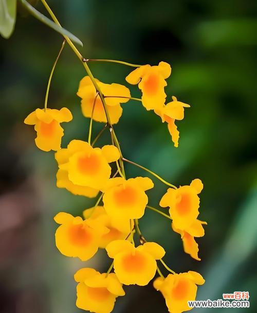 蔷薇粉白色花的花语是什么?粉白色花的寓意有哪些?