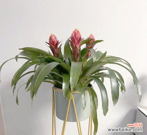 什么花寓意好运和吉祥?