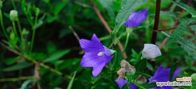山节子的花语是什么?