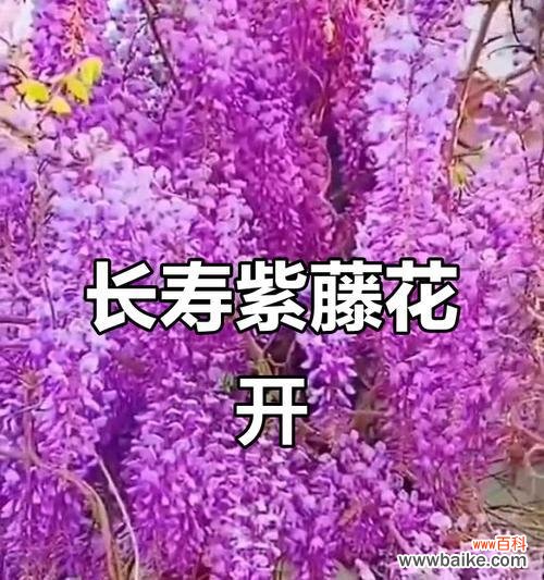 粉色花紫藤花语是什么?紫藤花在花束中的作用?