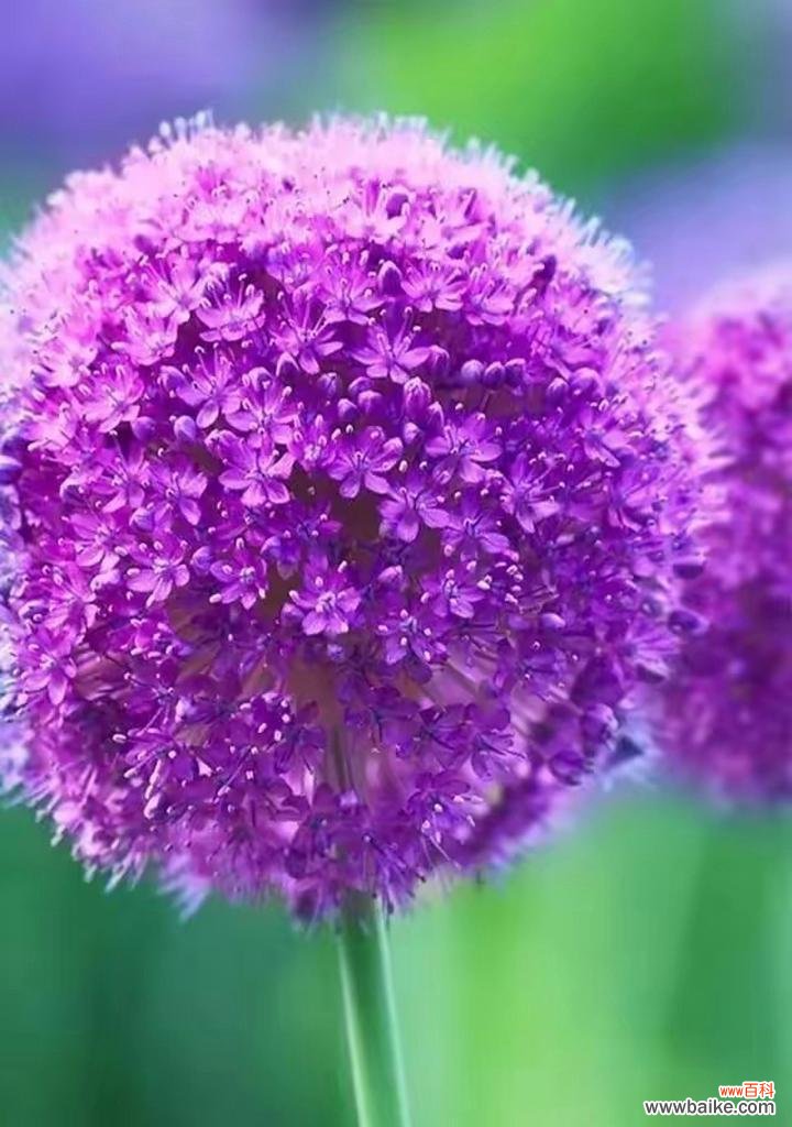 紫色花的含义是什么?紫色花朵代表什么?