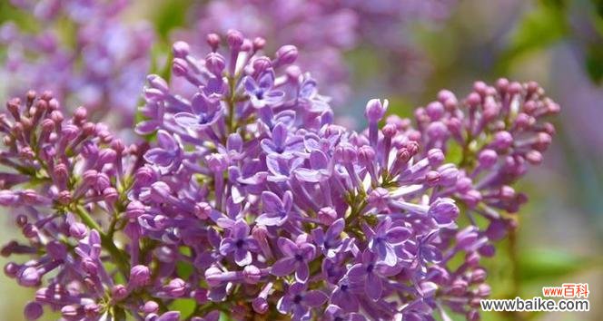 紫色花的含义是什么?紫色花朵代表什么?