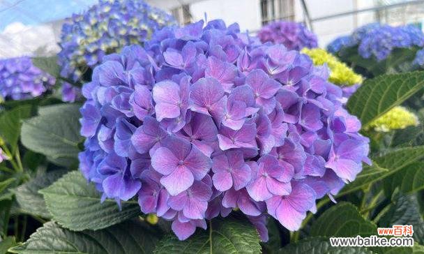 紫色绣球花代表什么寓意?有哪些特别含义?