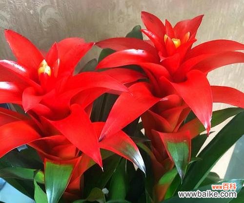 传奇的开端与辉煌的绽放 鸿运当头——命运的转折点