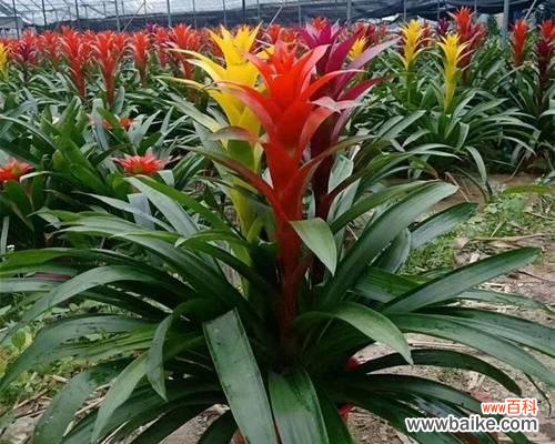 传奇的开端与辉煌的绽放 鸿运当头——命运的转折点