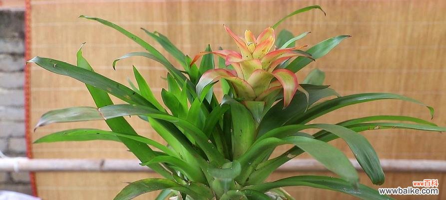 传奇的开端与辉煌的绽放 鸿运当头——命运的转折点