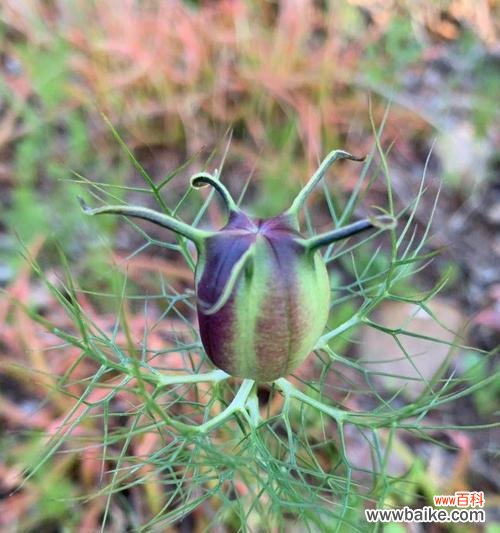 揭开黑种草的神秘面纱——黑种草花语的解读 黑种草的花语及其象征意义