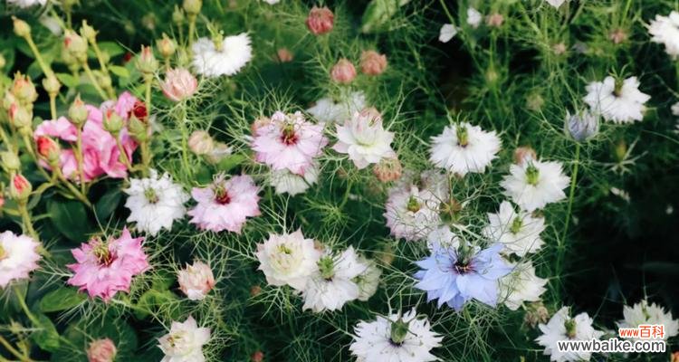 揭开黑种草的神秘面纱——黑种草花语的解读 黑种草的花语及其象征意义