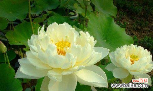 深入探究荷花的文化内涵，品味大自然的完美创作 荷花的象征意义及美丽之源