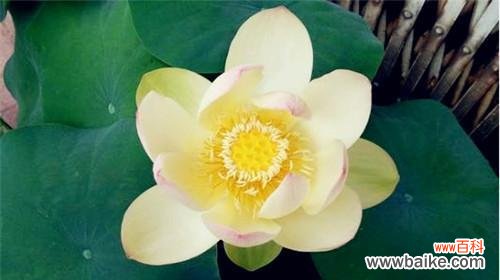 深入探究荷花的文化内涵，品味大自然的完美创作 荷花的象征意义及美丽之源