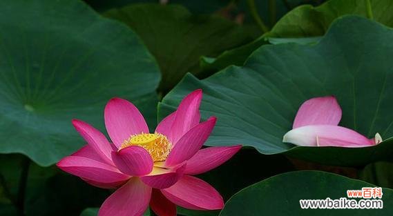 深入探究荷花的文化内涵，品味大自然的完美创作 荷花的象征意义及美丽之源