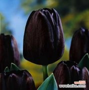 探寻黑色郁金香的深意 黑色郁金香的花语