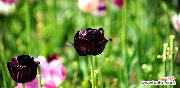 探寻黑色郁金香的深意 黑色郁金香的花语