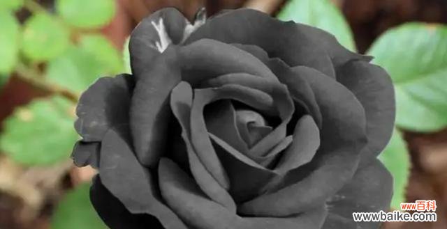 探秘黑色曼陀罗的花语意义，了解其神秘的背后故事 黑色曼陀罗花语