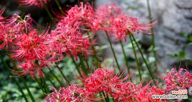 探秘黑色曼陀罗的花语意义，了解其神秘的背后故事 黑色曼陀罗花语