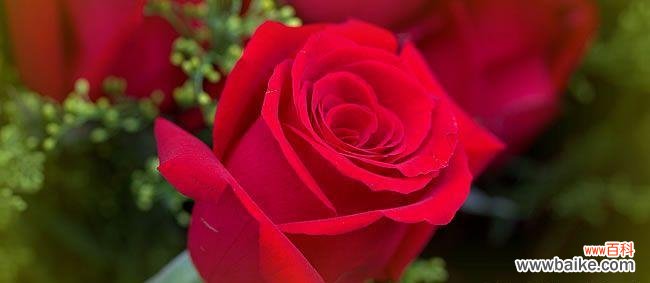 传递爱意与美好祝福的红玫瑰 红玫瑰的花语及其象征意义