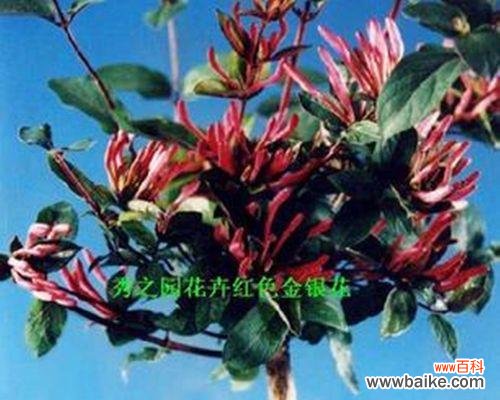 揭开红花忍冬隐藏的花语之谜 红花忍冬的花语及其意义