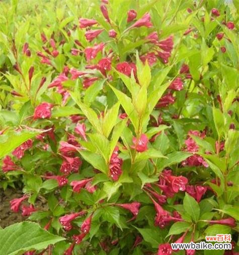 揭开红花忍冬隐藏的花语之谜 红花忍冬的花语及其意义