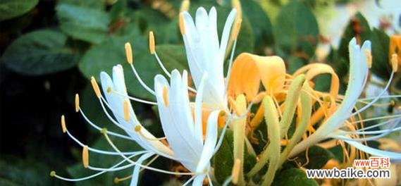 揭开红花忍冬隐藏的花语之谜 红花忍冬的花语及其意义