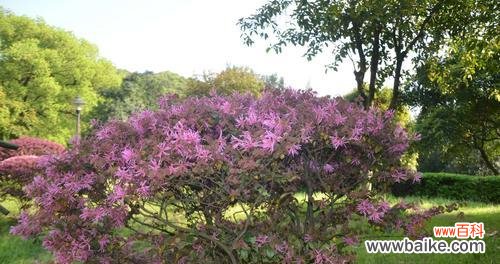 一种奋斗精神的象征 红花继木的寓意