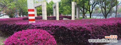 一种奋斗精神的象征 红花继木的寓意