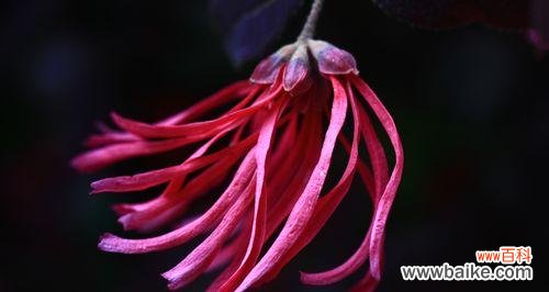 一种奋斗精神的象征 红花继木的寓意