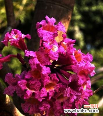 揭开红花风铃木的神秘面纱，了解其独特的花语之美 红花风铃木的花语及意义解读