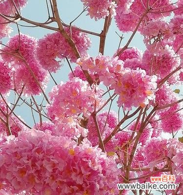 揭开红花风铃木的神秘面纱，了解其独特的花语之美 红花风铃木的花语及意义解读