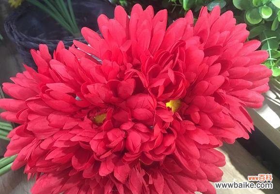 探秘红色扶郎的丰富内涵 红色扶郎的花语与寓意