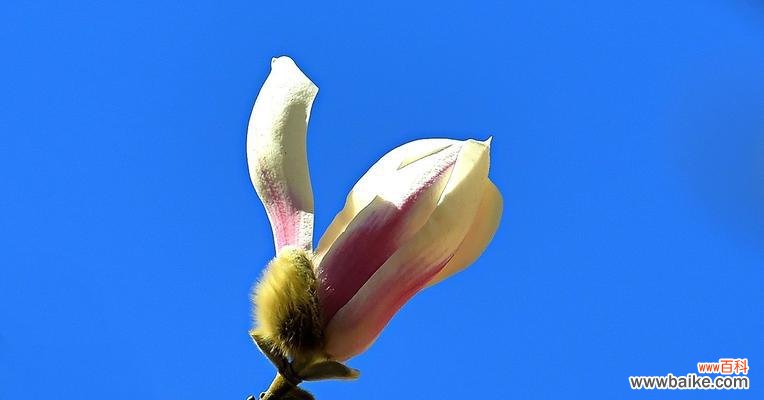 探寻红玉兰花的花语,发现坚强与希望的象征 红玉兰花语——坚强与希望