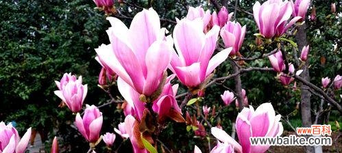 探寻红玉兰花的花语,发现坚强与希望的象征 红玉兰花语——坚强与希望