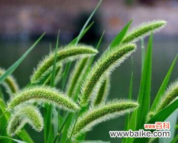 揭开狼尾草花朵背后的秘密 狼尾草的花语