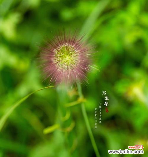 揭开狼尾草花朵背后的秘密 狼尾草的花语