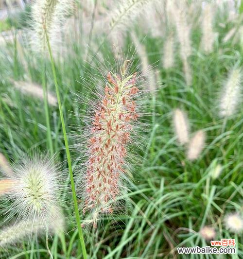 揭开狼尾草花朵背后的秘密 狼尾草的花语