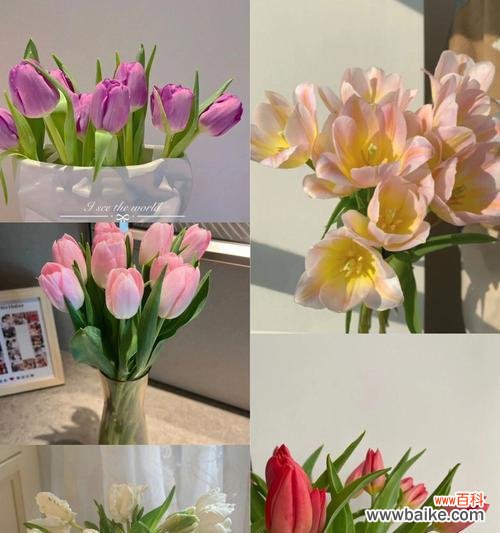 探索花语中各种鲜花的浪漫含义 浪漫花语中的美丽之花