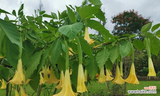 揭秘15个不为人知的花海宝贝 探寻花海中的冷门宝藏——悦目花名花语盘点