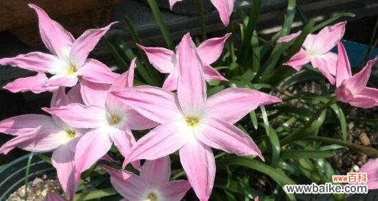 揭秘15个不为人知的花海宝贝 探寻花海中的冷门宝藏——悦目花名花语盘点