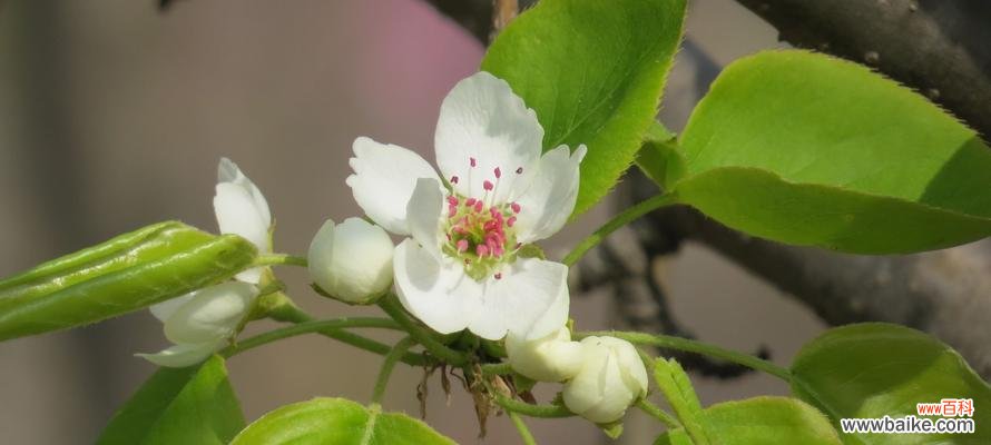 绽放着纯洁与希望的花儿——梨花 梨花的花语与象征意义