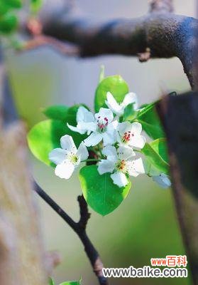 探寻梨花背后的文化与美学 梨花的意义与象征