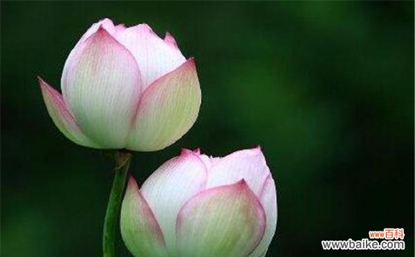 探寻莲花的内在力量及其对人类文化的影响 莲花的寓意与象征