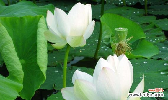 探寻莲花的内在力量及其对人类文化的影响 莲花的寓意与象征