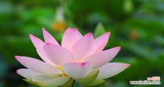 探寻莲花的内在力量及其对人类文化的影响 莲花的寓意与象征