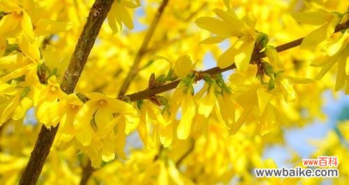 揭示连翘花的神秘之美 连翘花的花语与寓意