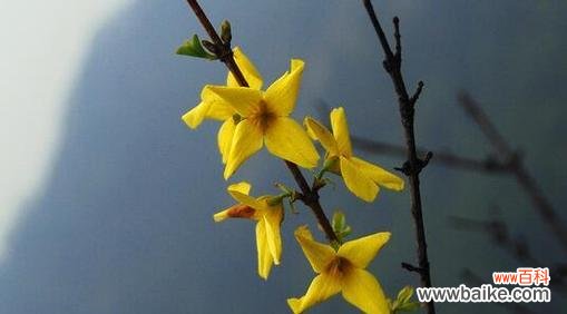 揭示连翘花的神秘之美 连翘花的花语与寓意