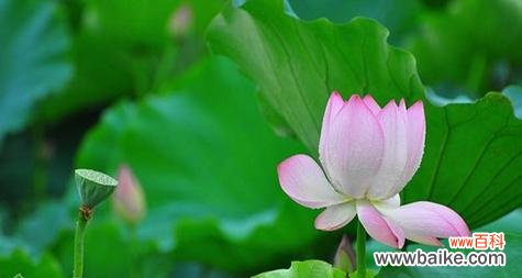 莲花的美丽与精神传承 莲花花语的意义及象征