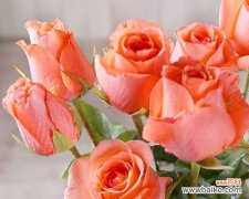 以黄玫瑰为象征的爱情与友谊 两朵黄玫瑰的寓意