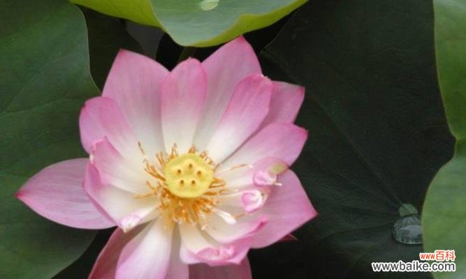 生命的脆弱与坚韧——莲花的秘密 莲花的象征意义及寓意