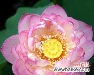 生命的脆弱与坚韧——莲花的秘密 莲花的象征意义及寓意