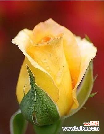 探寻玫瑰花的深层含义 两朵玫瑰的象征意义